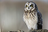 Short-eared Owl (Asio flammeus), western Montana