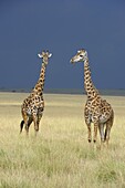 Masai Giraffe (Giraffa camelopardalis tippelskirchi) pair on savannah, Masai Mara National Reserve, Kenya