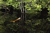 Amazon River Dolphin (Inia geoffrensis) swimming in flooded forest, Rio Negro, Brazil