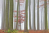 European Beech (Fagus sylvatica) forest in autumn, Germany