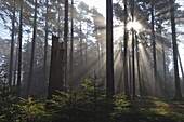 Norway Spruce (Picea abies) forest with mist in spring, Germany