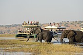African Elephant (Loxodonta africana) pair and tourist boats in Chobe River, Chobe National Park, Botswana