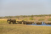 African Elephant (Loxodonta africana) herd walking out of Chobe River, Chobe National Park, Botswana