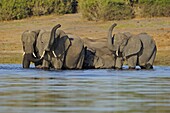 African Elephant (Loxodonta africana) group bathing in the Chobe River, Chobe National Park, Botswana