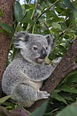 Koala (Phascolarctos cinereus) eleven-month-old joey, Queensland, Australia