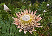 King Protea (Protea cynaroides), Cape Peninsula, South Africa