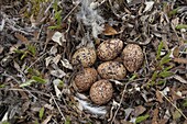 Rock Ptarmigan (Lagopus muta)eggs in ground nest, Alaska