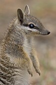 Numbat (Myrmecobius fasciatus), Australia