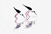 Black-winged Stilt (Himantopus himantopus), Skala Kallonis, Greece