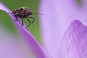 Red and Black Striped Stink Bug (Graphosoma lineatum), Nijmegen, Netherlands