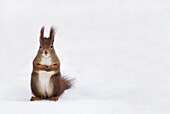 Eurasian Red Squirrel (Sciurus vulgaris) in snow, Vienna, Austria