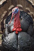 Domestic Turkey (Meleagris gallopavo) displaying, Anholt, Germany