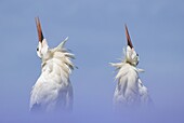 White Stork (Ciconia ciconia) pair courting, Lelystad, Netherlands