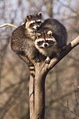 Raccoon (Procyon lotor) pair sitting together on a tree trunk, Germany