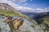 Alpine Marmot (Marmota marmota) pair, Hohe Tauern National Park, Austria