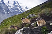 Alpine Marmot (Marmota marmota) group, Hohe Tauern National Park, Austria