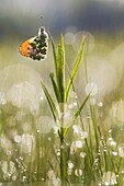 Orange Tip (Anthocharis cardamines) butterfly in dewy grass, De Bruuk Nature Reserve, Netherlands