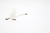 Mute Swan (Cygnus olor) taking flight, Hazerswoude-Dorp, Netherlands
