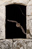 Greater Horseshoe Bat (Rhinolophus ferrumequinum) flying through a window in a stone wall, Indre, France