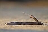 Mozambique Spitting Cobra (Naja mossambica) highly poisonous, Kruger National Park, South Africa