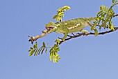 Flap-necked Chameleon (Chamaeleo dilepis) catching a cricket with its tongue, Kruger National Park, South Africa