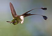 Booted Racket-tail (Ocreatus underwoodii) hummingbird flying, Mindo, Ecuador