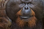 Orangutan (Pongo pygmaeus) dominant male, Matang Wildlife Centre, Malaysia