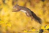 Eurasian Red Squirrel (Sciurus vulgaris) leaping, Hof van Twente, Netherlands