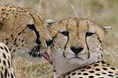Cheetah (Acinonyx jubatus) pair grooming one another, Masai Mara, Kenya
