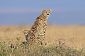 Cheetah (Acinonyx jubatus) mother with her cubs on a termite hill, Masai Mara, Kenya