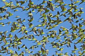 Budgerigar (Melopsittacus undulatus) flock flying, Wannoo, Western Australia, Australia