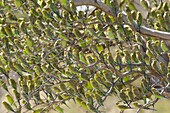 Budgerigar (Melopsittacus undulatus) flock in tree, Western Australia, Australia