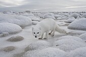 Arctic Fox (Alopex lagopus) on frozen tundra, Churchill, Manitoba, Canada
