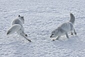 Arctic Fox (Alopex lagopus) pups playing, Churchill, Manitoba, Canada