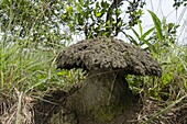Umbrella termite mound, Odzala-Kokoua National Park, Democratic Republic of the Congo