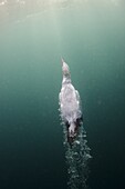 Cape Gannet (Morus capensis) swimming to surface, Eastern Cape, South Africa