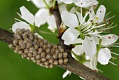 Small Emperor Moth (Saturnia pavonia) eggs, Switzerland