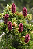 Norway Spruce (Picea abies) female cones, Switzerland