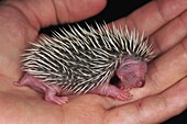 Brown-breasted Hedgehog (Erinaceus europaeus) baby, Switzerland