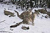 Snow Leopard (Uncia uncia) pair, Switzerland