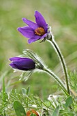 Dane's Blood (Pulsatilla vulgaris) flowers, Switzerland