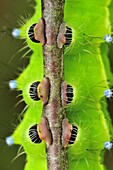 Giant Peacock Moth (Saturnia pyri) caterpillar feet, Switzerland