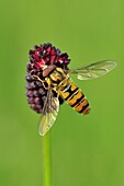 Hoverfly (Syrphidae), Switzerland