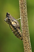 Oldworld Swallowtail (Papilio machaon) butterfly chrysalis before hatching, Switzerland, sequence 4 of 8