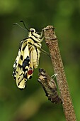 Oldworld Swallowtail (Papilio machaon) butterfly, newly emerged adult drying wings, Switzerland, sequence 7 of 8