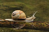 Edible Snail (Helix pomatia), Switzerland