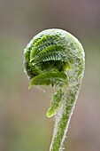 Unfurling fern in spring woods, Nova Scotia, Canada