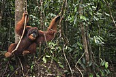 Sumatran Orangutan (Pongo abelii) twenty-six year old male named Halik, holding on to liana, Gunung Leuser National Park, Sumatra, Indonesia