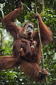 Sumatran Orangutan (Pongo abelii) thirty-six year old female, named Suma, with female baby, named Sumi, holding onto liana, Gunung Leuser National Park, Sumatra, Indonesia