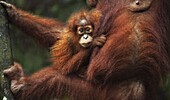 Sumatran Orangutan (Pongo abelii) female baby, named Sandri, clinging to her mother, Gunung Leuser National Park, Sumatra, Indonesia